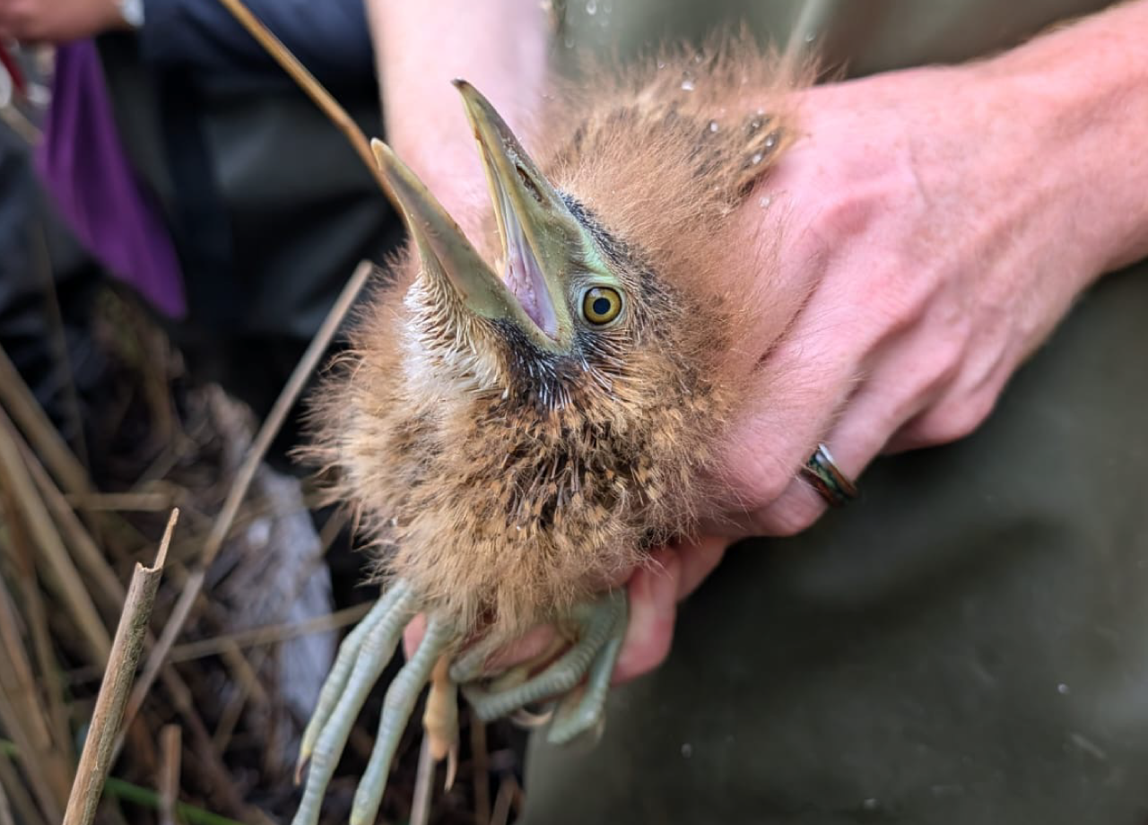 Rare breeding bittern success at WWT Martin Mere
