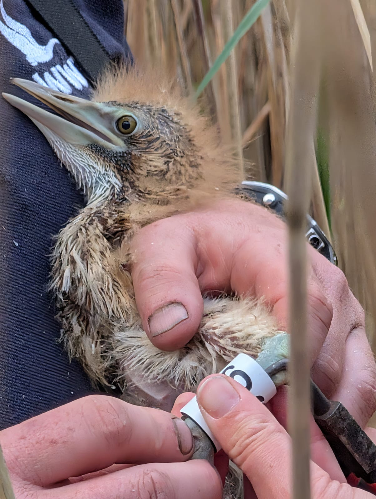 A WWT staff member holding a bittern chick whilst it's being ringed