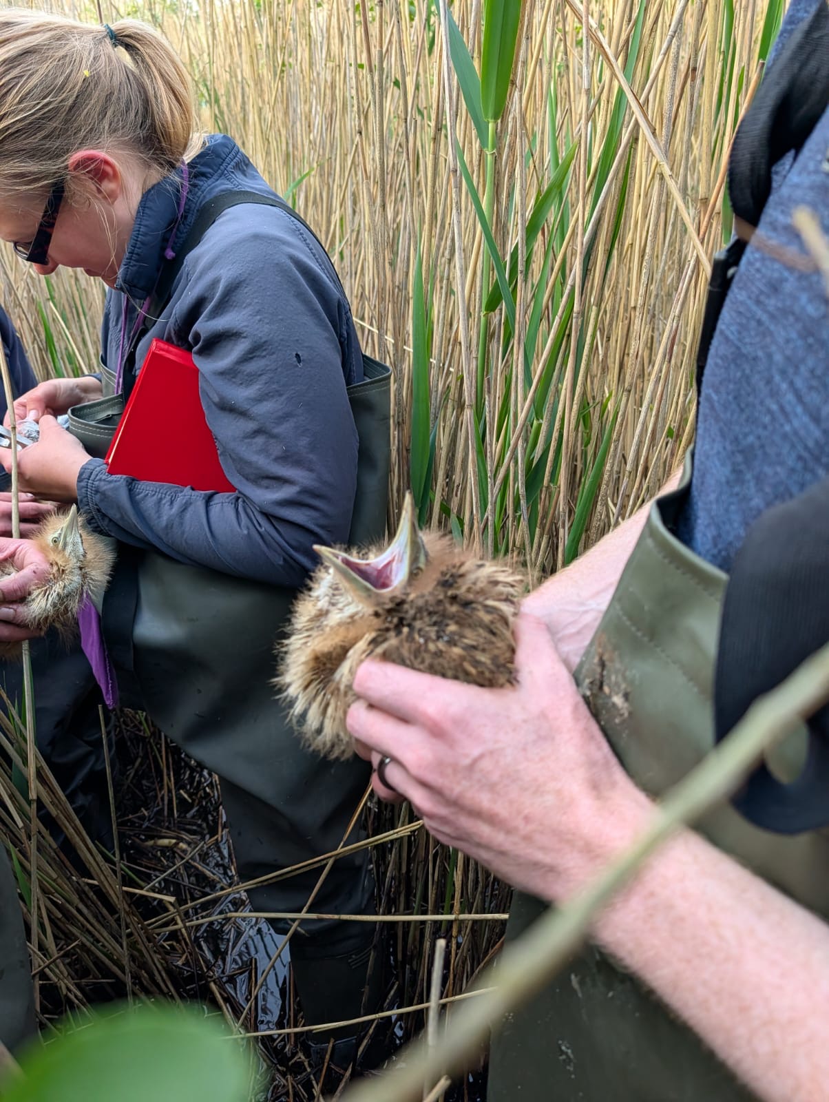 Two members of WWT team holding bittern chicks whilst another rings them