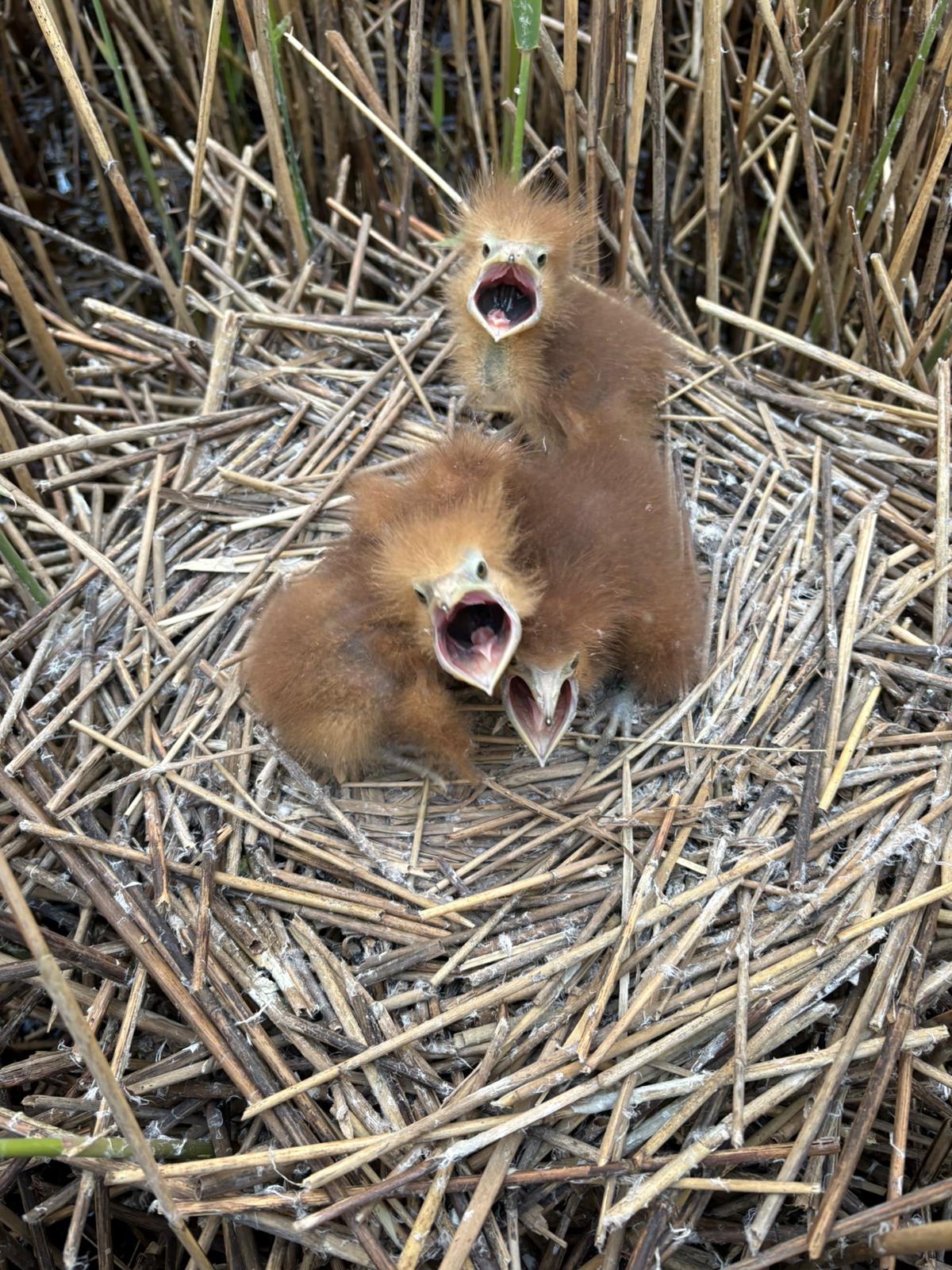 Bittern chicks on the nest