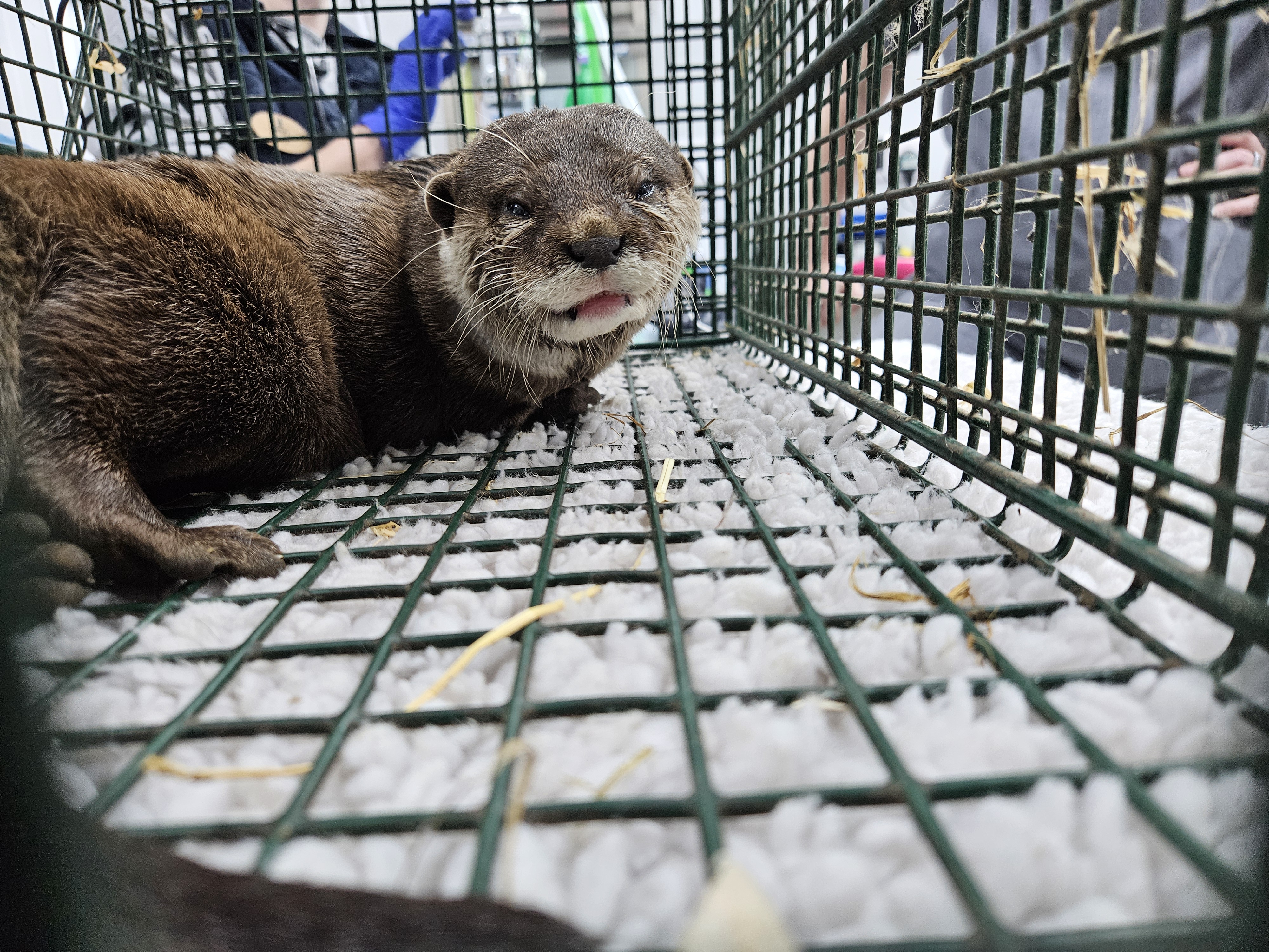 An otter in a crate waking up after a vet check