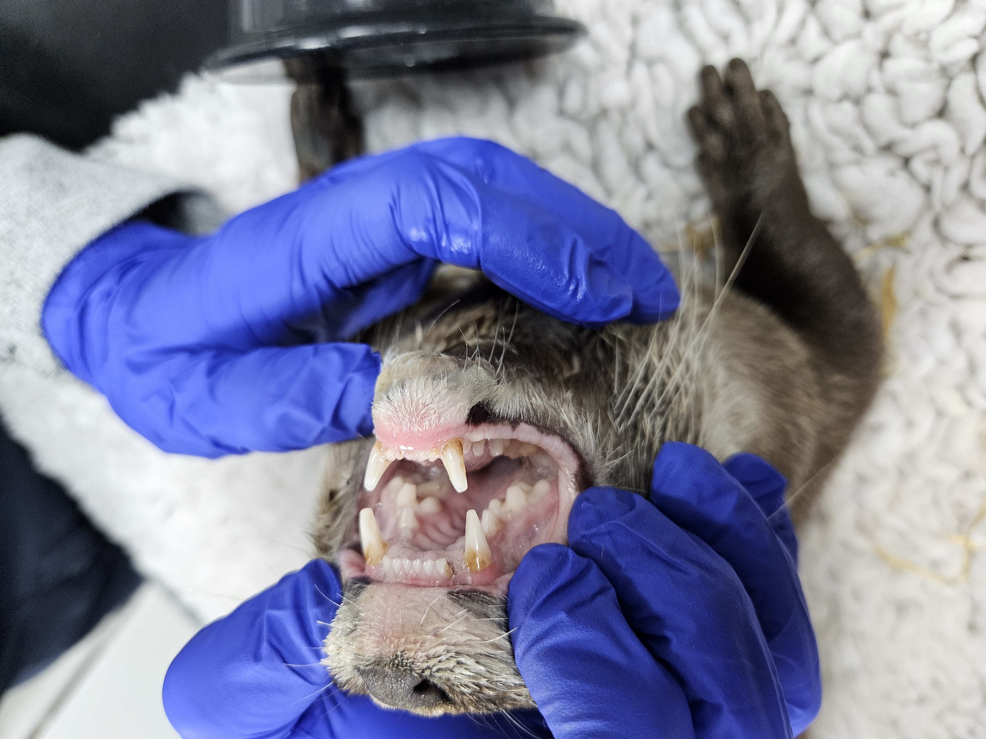 Asian small clawed otter having its teeth checked at the vet