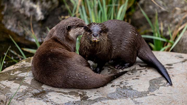 Meet the otters