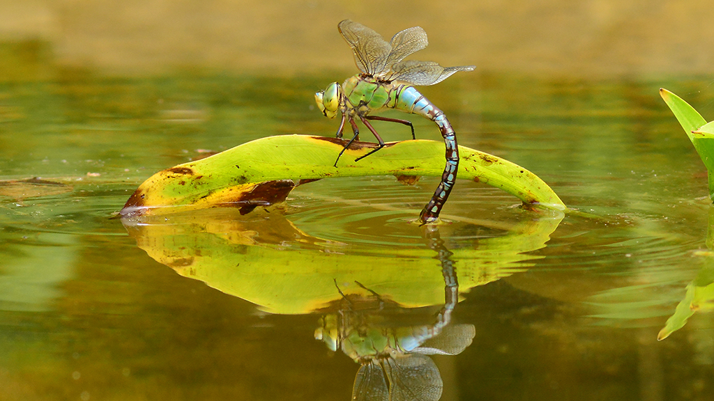 Wildlife expert Paul Stevens lead series of walks this summer