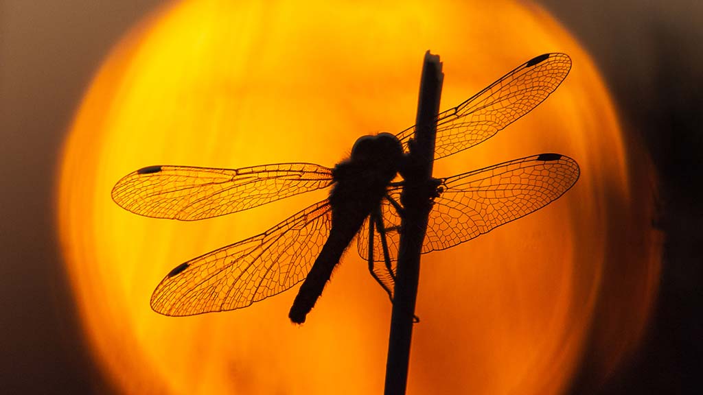 'Black Darter: A Dragonfly Safari' photography exhibition