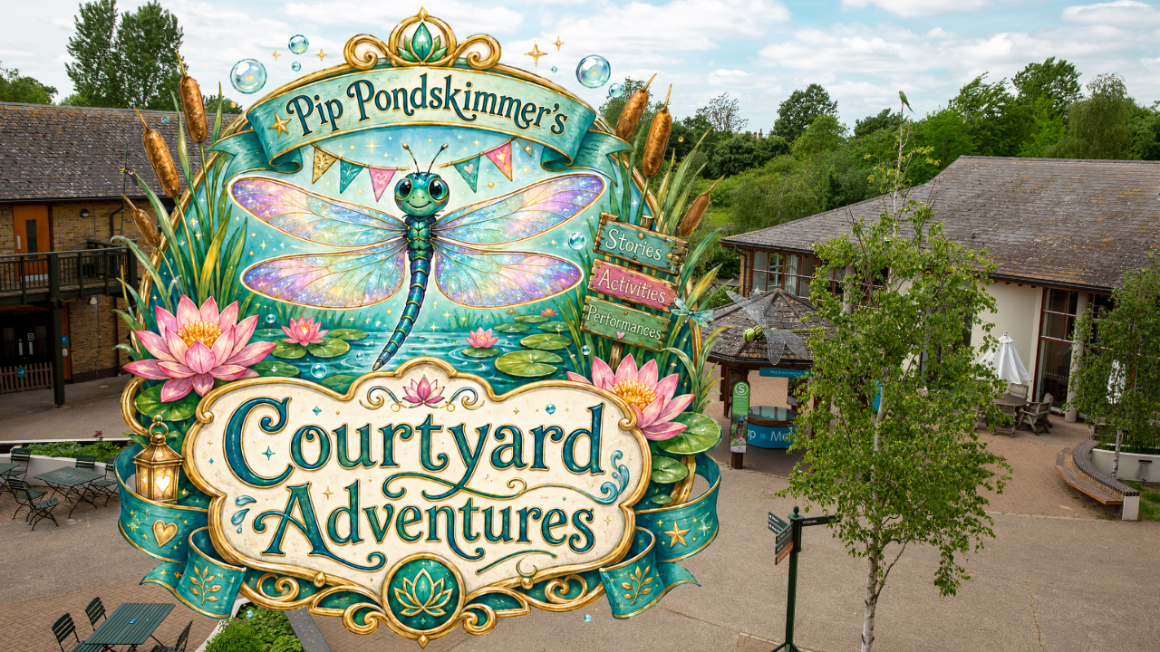 Dragonfly Courtyard Adventures