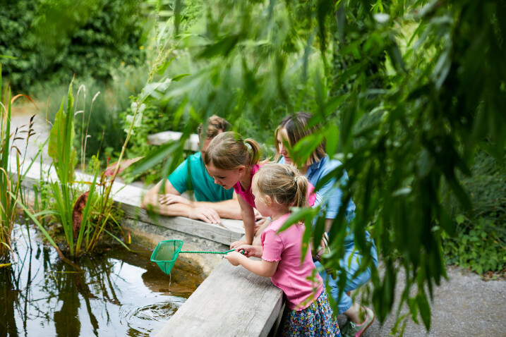 Pond dipping
