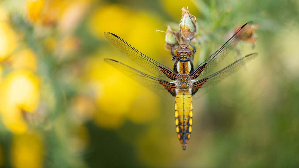 Dragonfly Festival  at WWT Caerlaverock