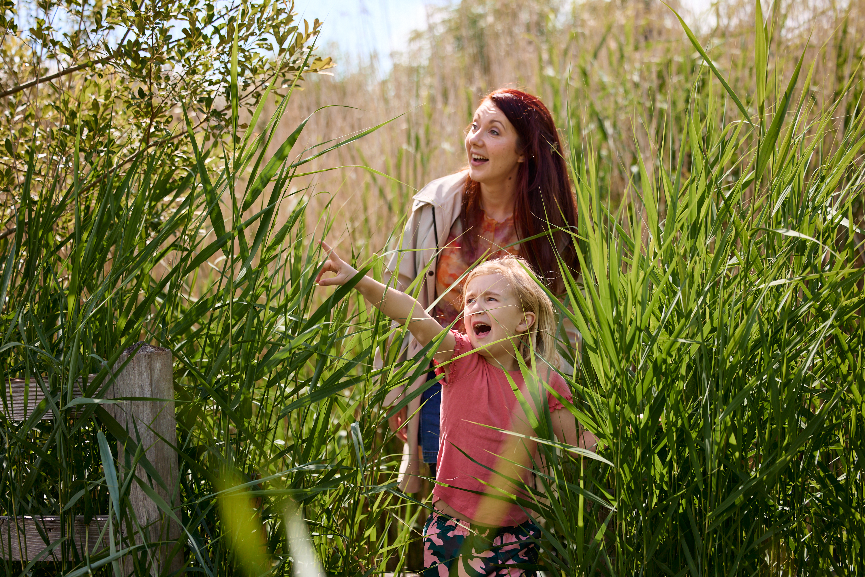 Fill your summer with flying colours as Dragonfly Festival returns