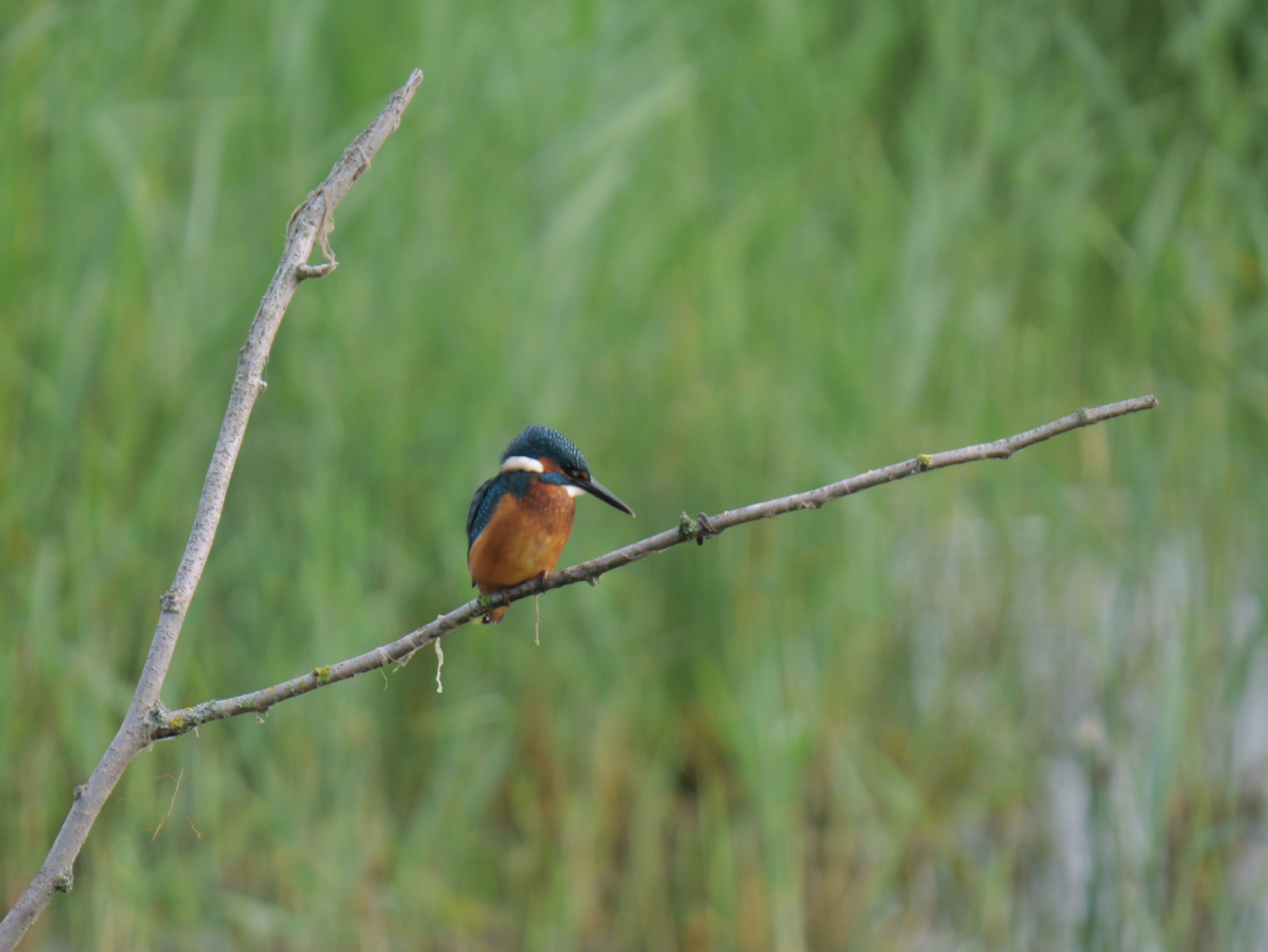 Sightings and news to week ending 21 June 2026