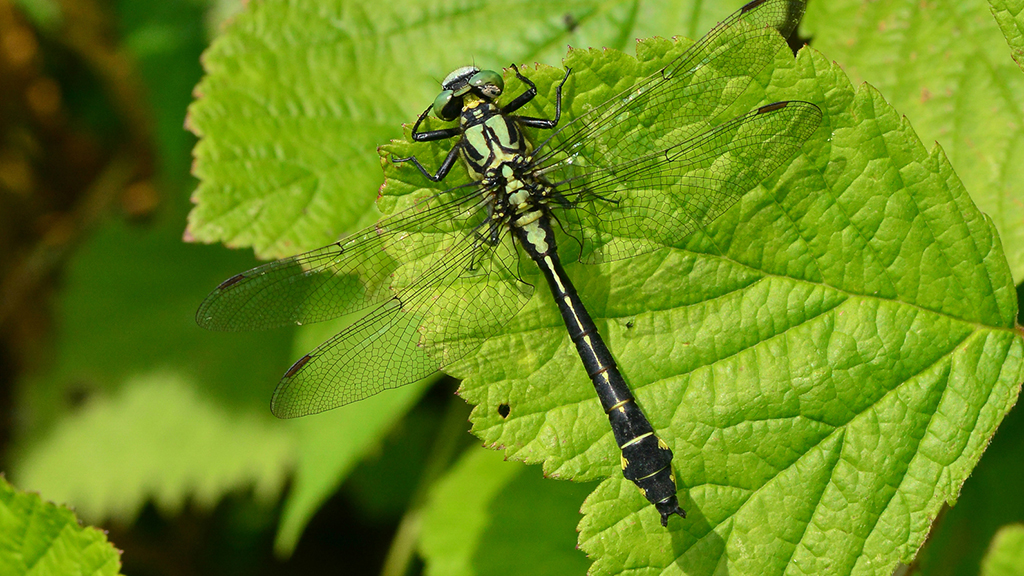 A green and black dragonfly sits on a leaf.