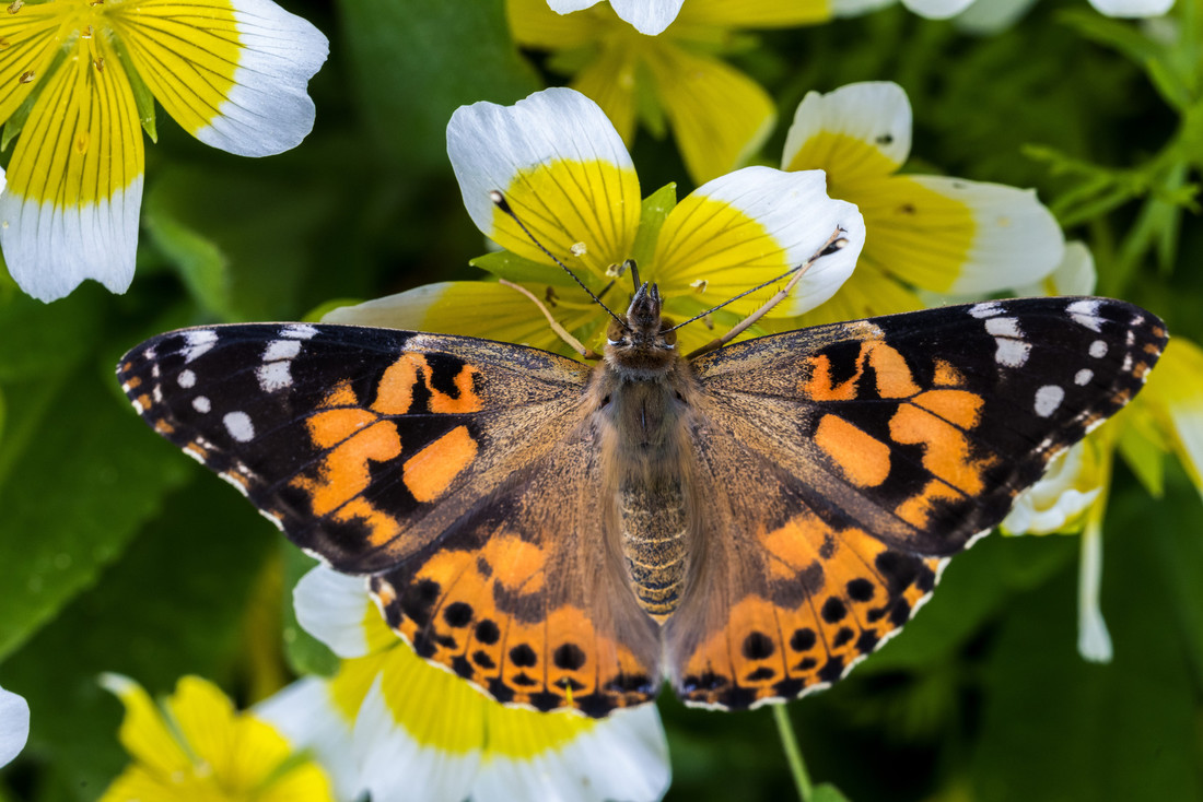 Spring Wildlife Highlights at Washington Wetland Centre