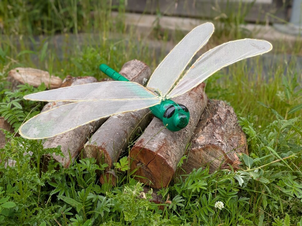 GIANT Dragonfly Hunt