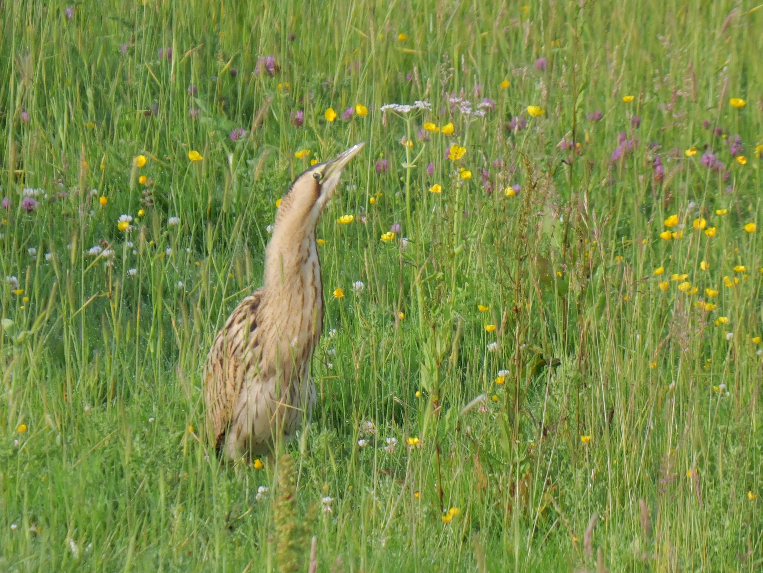 Sightings and news to week ending 28 June 2026