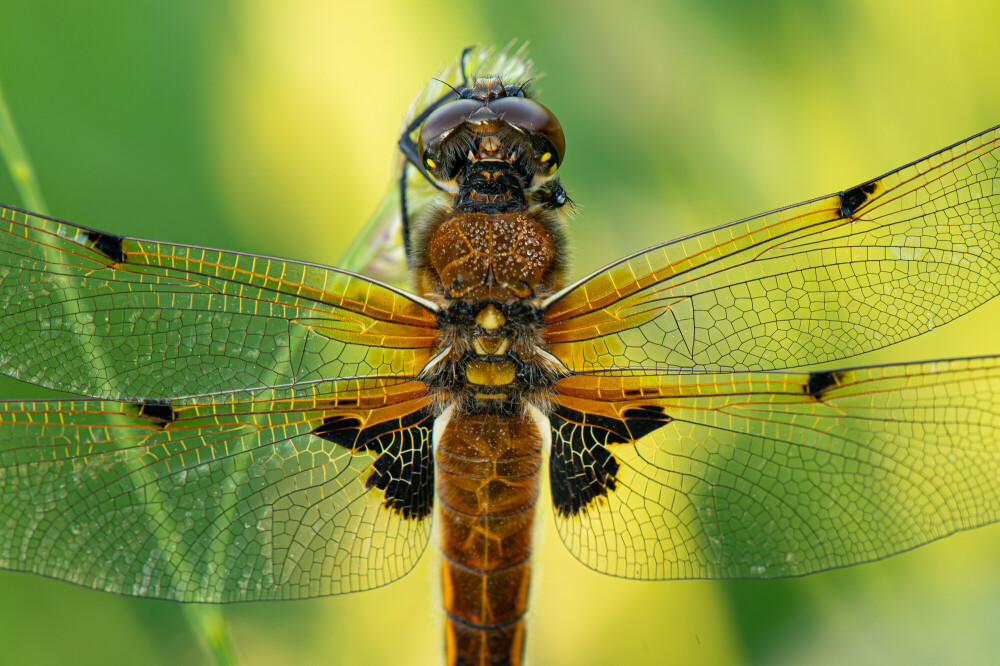 Dazzling dragonflies of WWT Llanelli: What to look for and where to find them