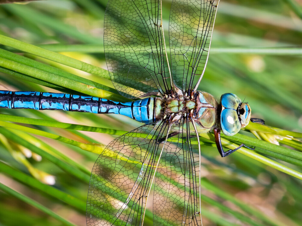 Dazzling dragonflies of WWT Caerlaverock: What to look for and where to find them
