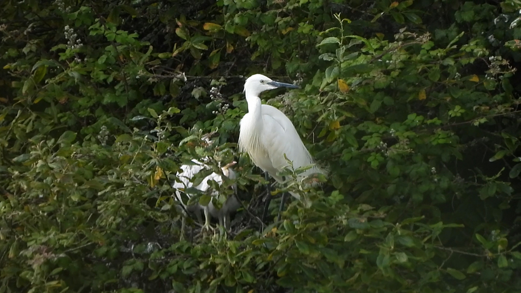 A large white bird sitting in a tree with smaller birds visible through the leaves.