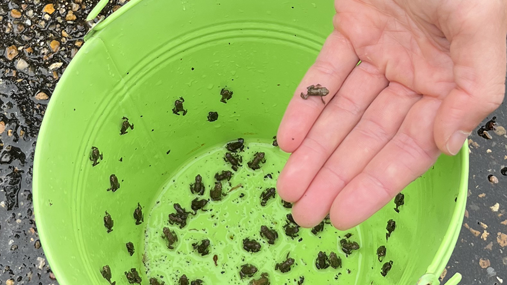 Very small toads in a small bucket with a human hand for scale.