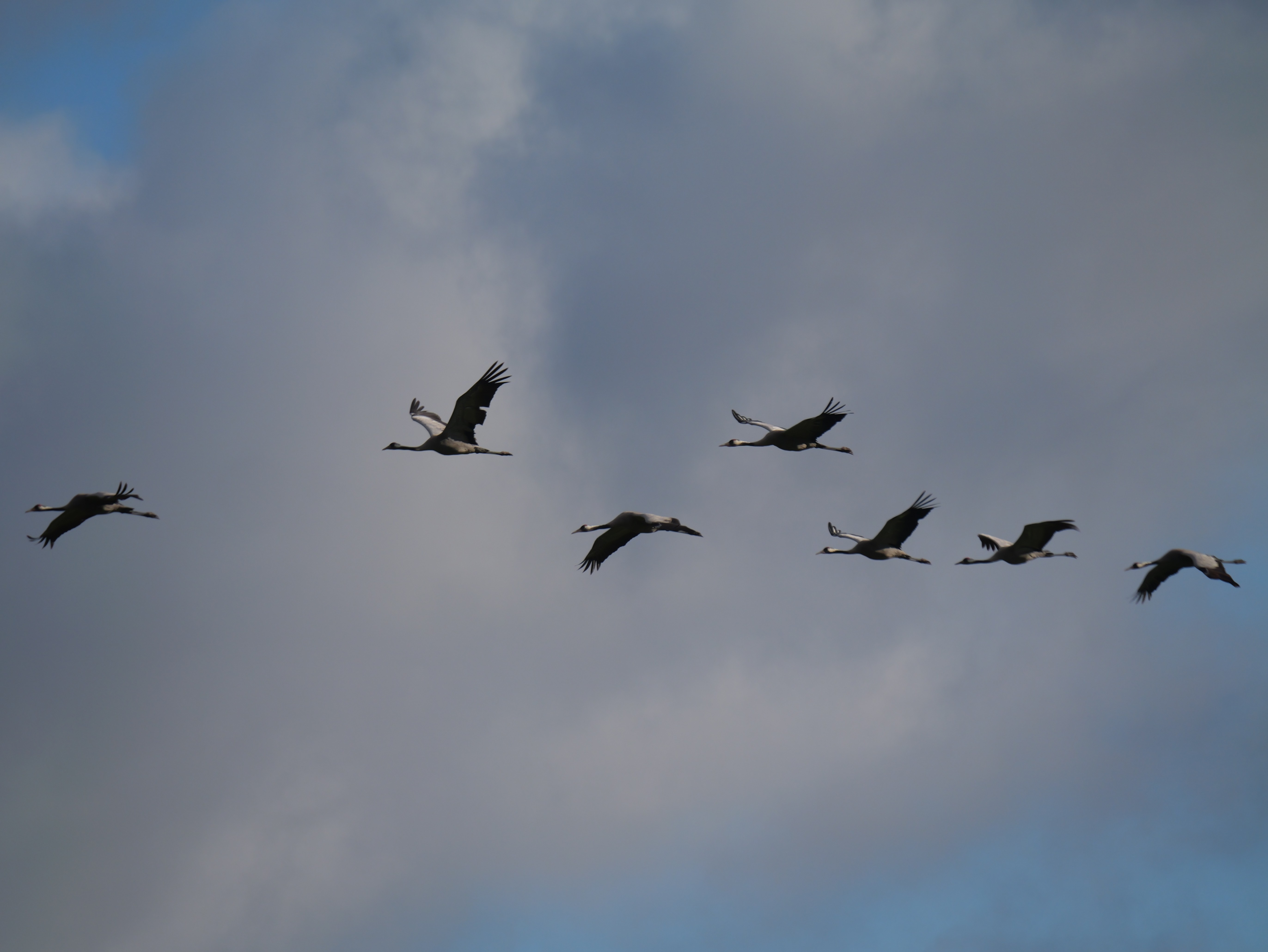 Sightings and news to week ending 5 July 2026