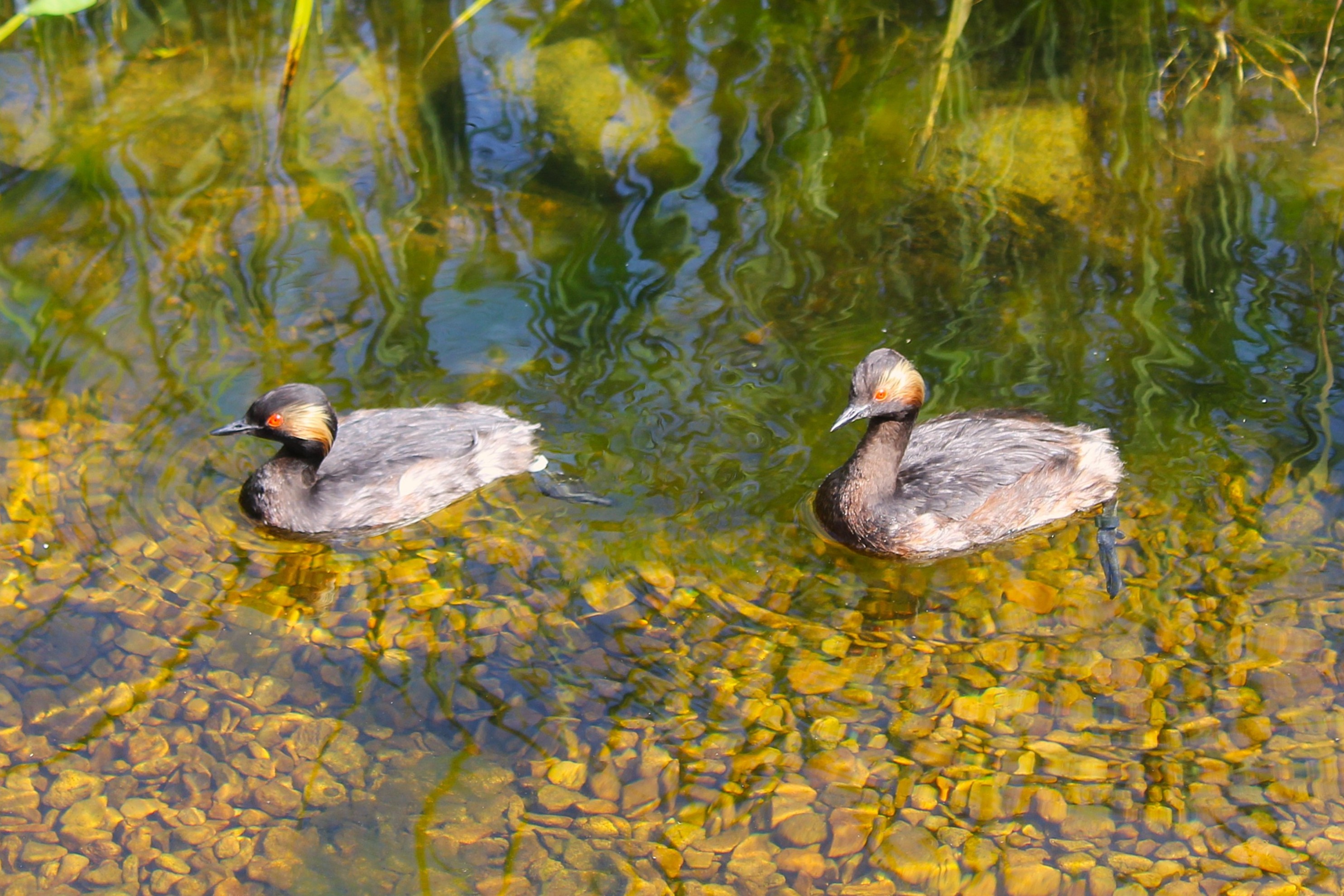 Pair of black-necked grebes with red eyes and golden ear feathers floating on clear water