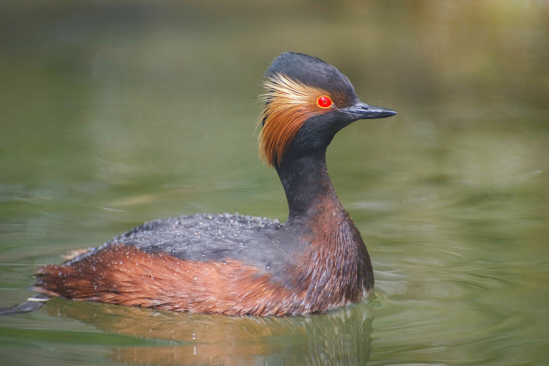 July's Feathered Feature: Black-Necked Grebe