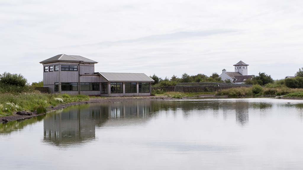 Eastpark Merse saltmarsh at WWT Caerlaverock. Flowers and water with mountains in the background.