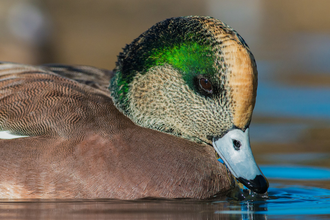 July Bird of the Month: American Wigeon (Mareca americana)