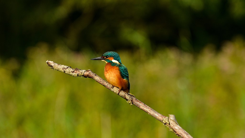 Kingfisher onsite again