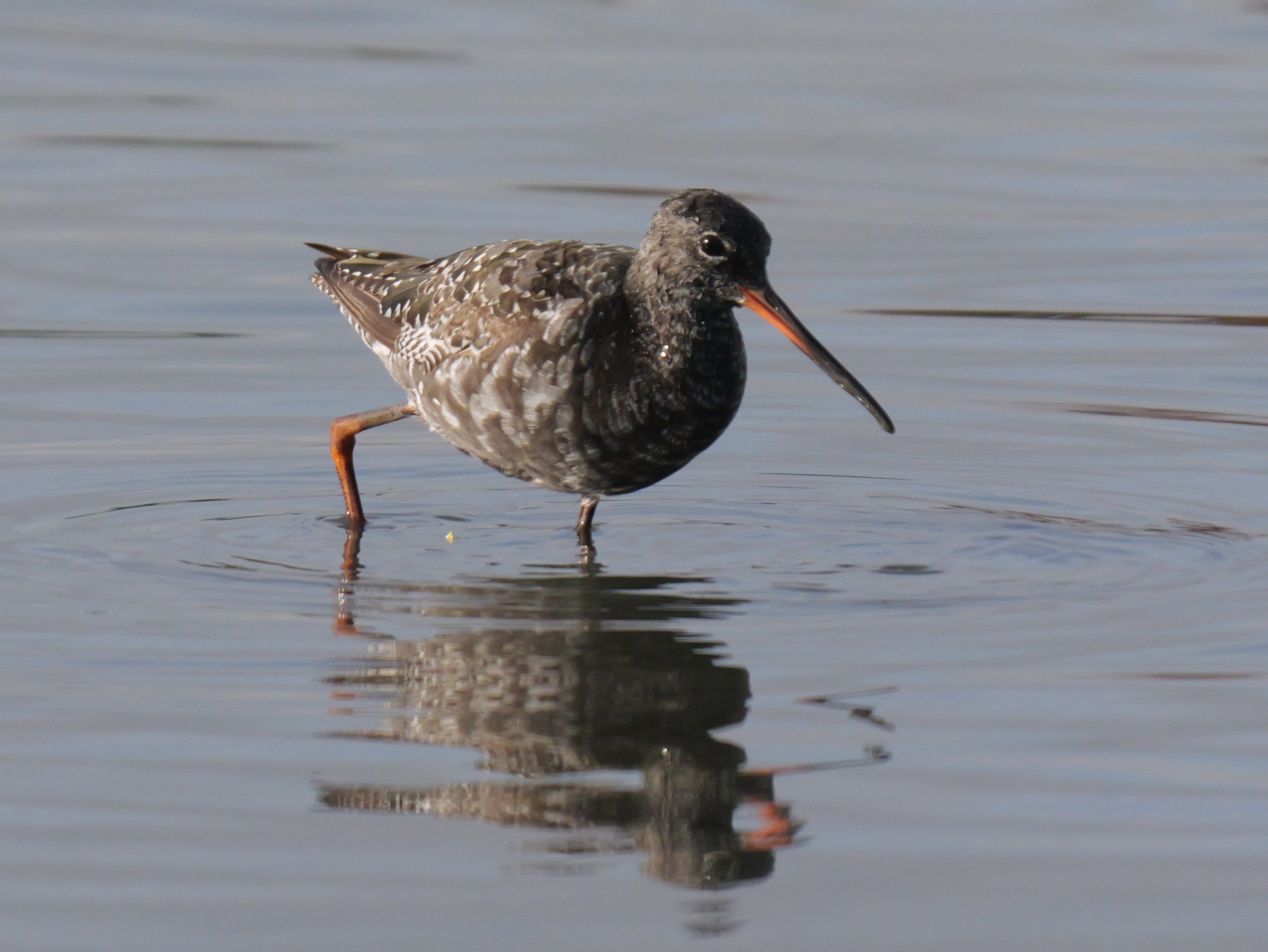 Sightings and news to week ending 12 July 2026