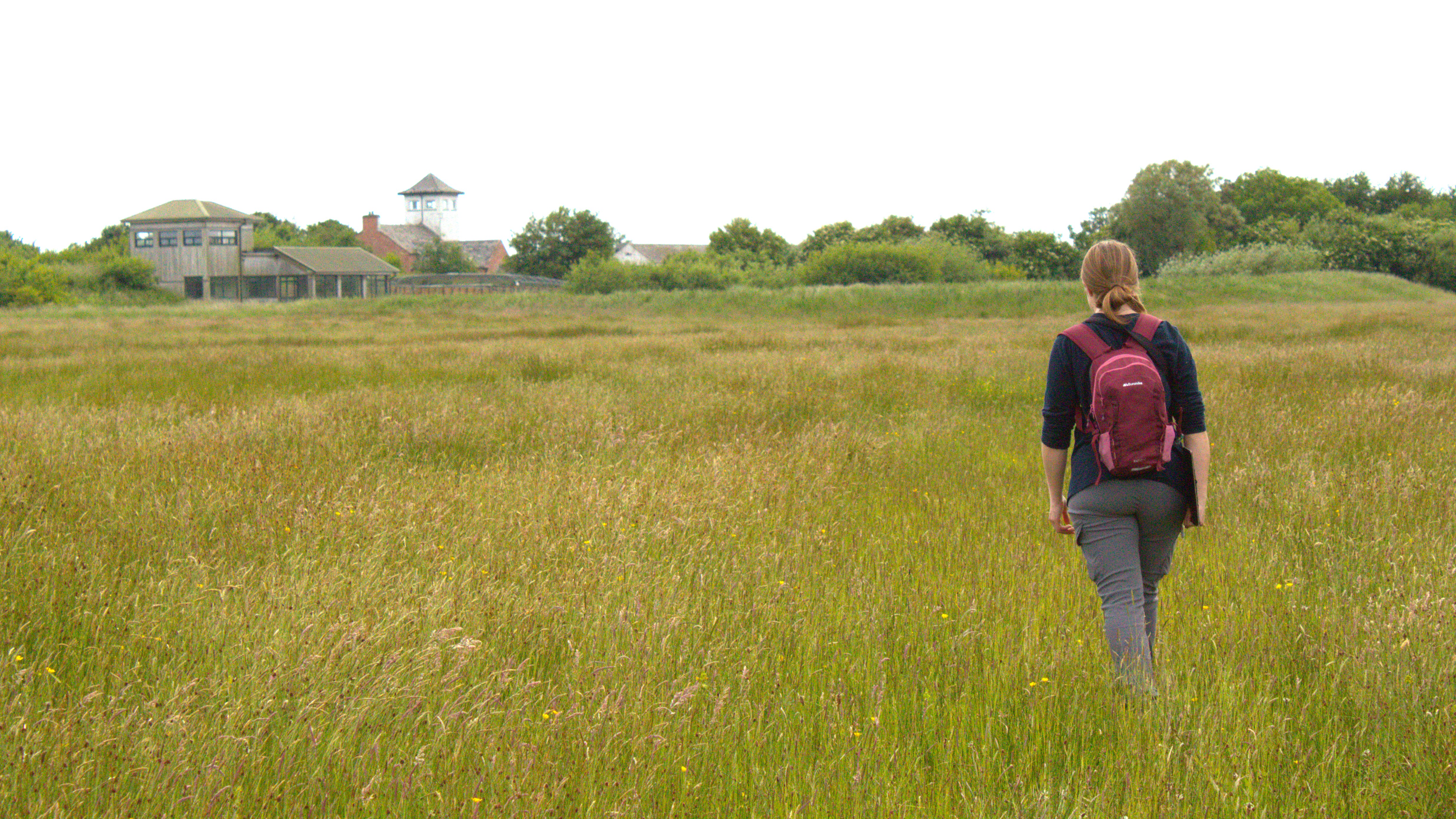 My Dragonfly Transect: A Beginner's First Survey