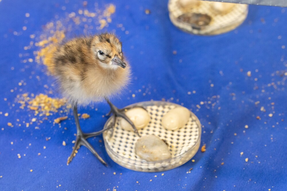 Rare British waders one step closer to recovery with £650k of Natural England funding