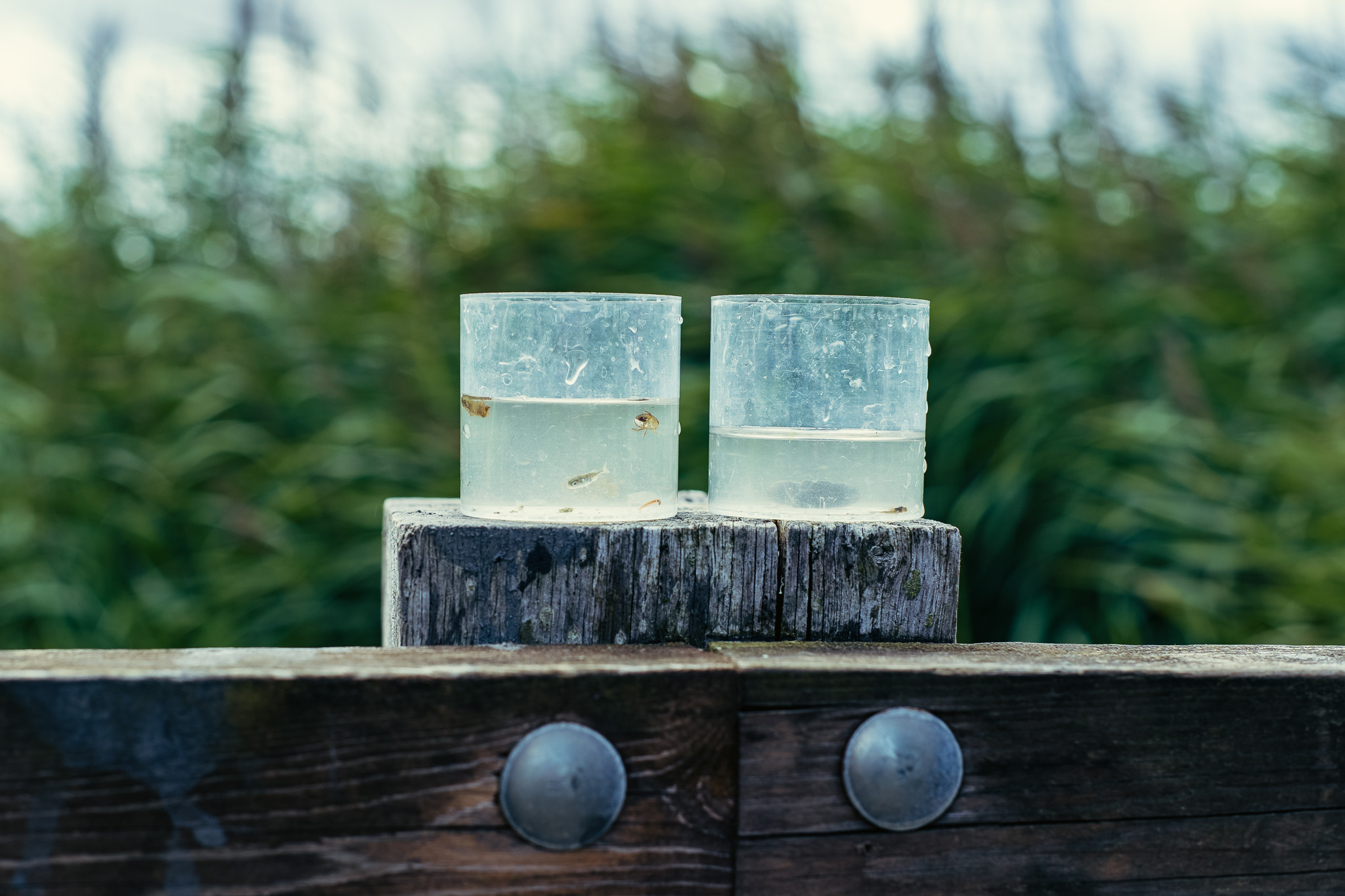 Summer pond dipping
