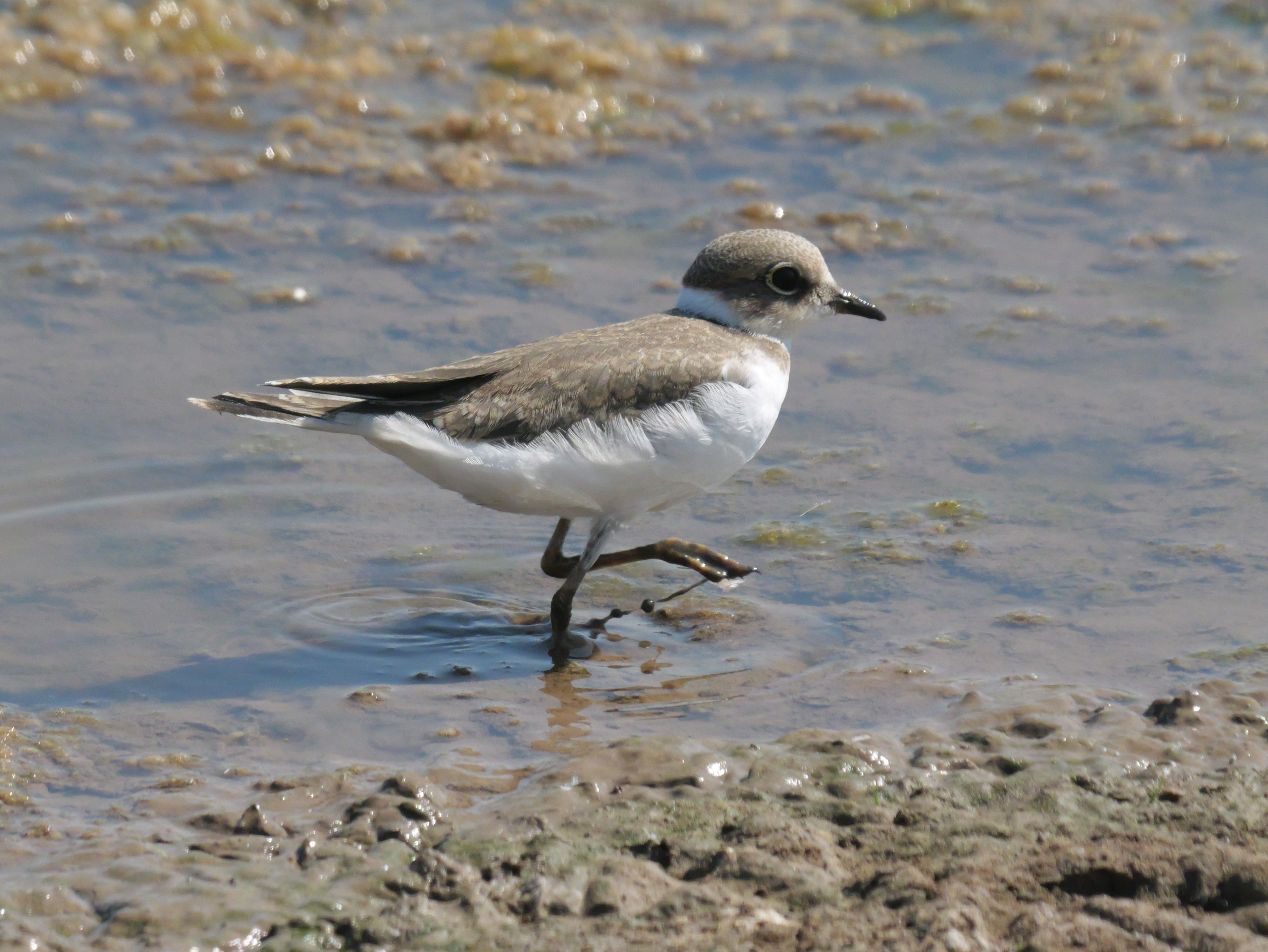 Sightings and news to week ending 19 July
