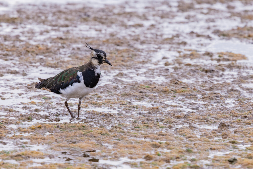 Birding for Beginners