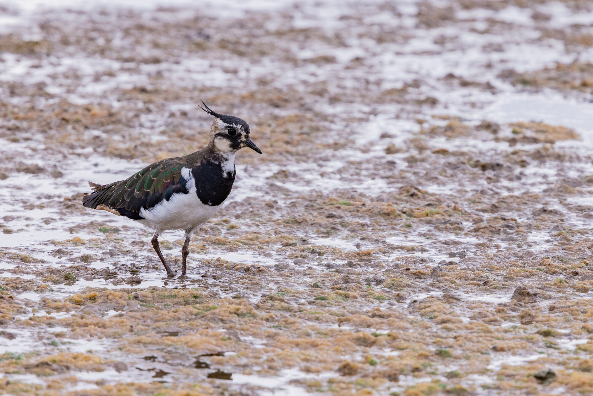 Birding for Beginners