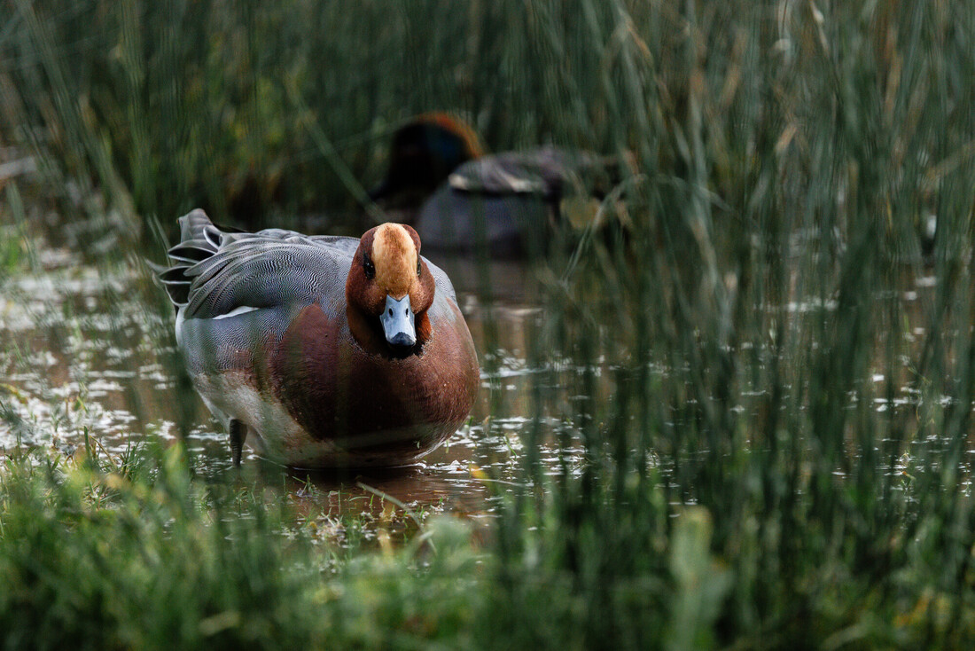 Birding for Beginners