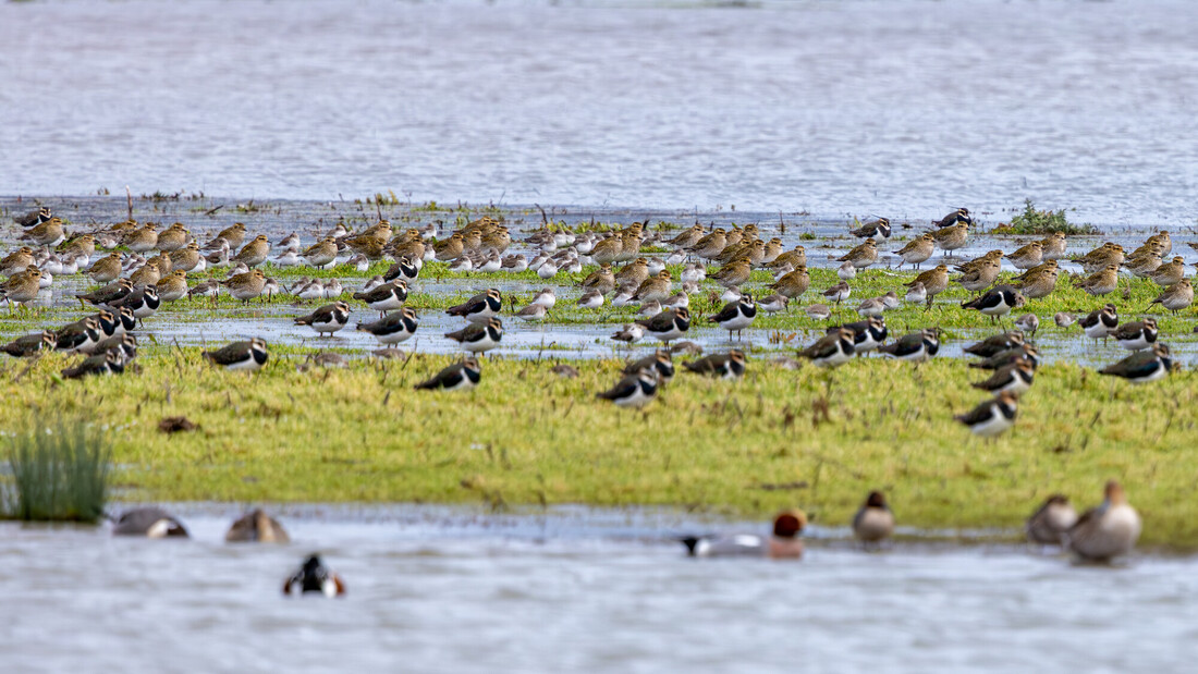 Guided Birdwatch Walk