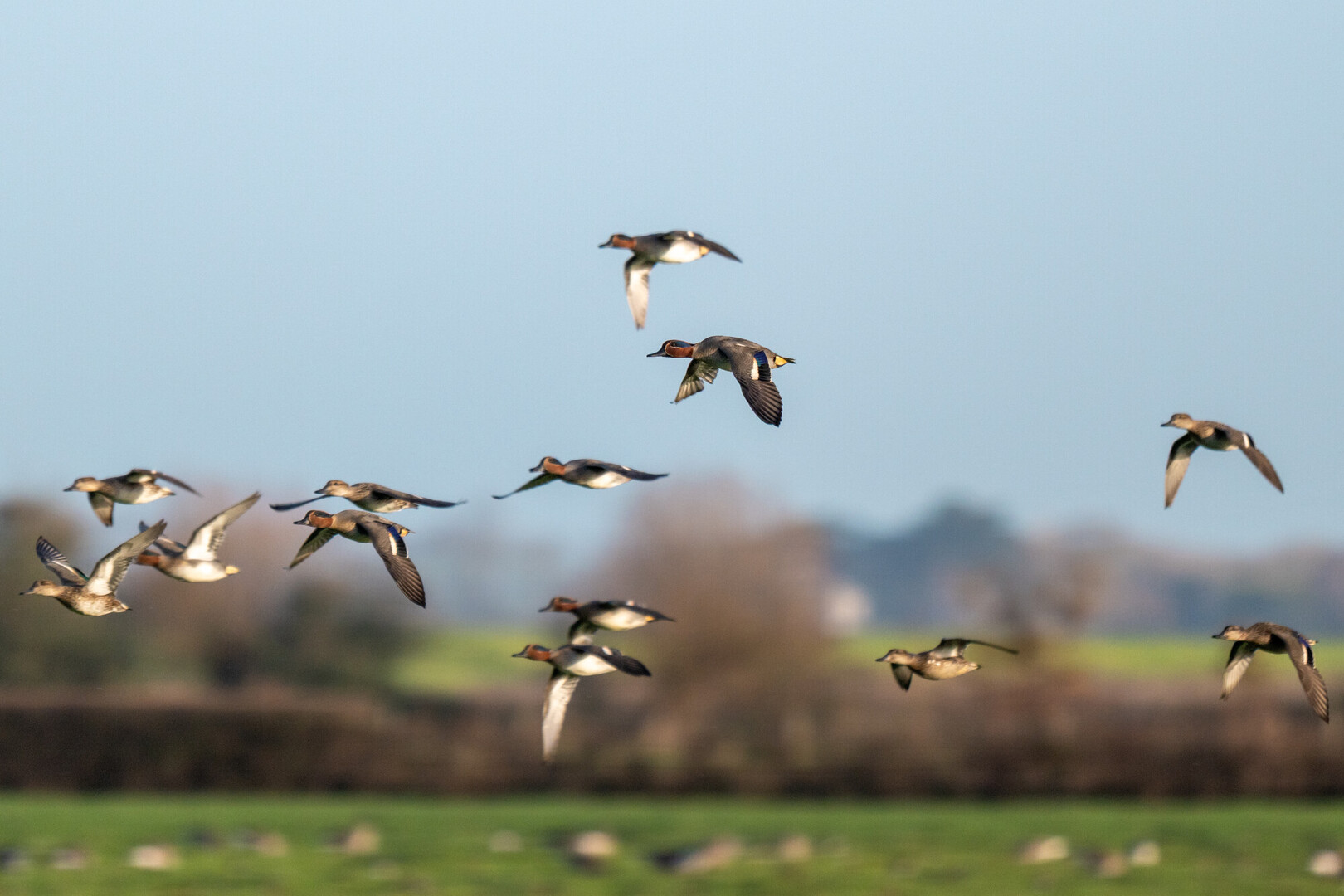 Guided Birdwatch Walk