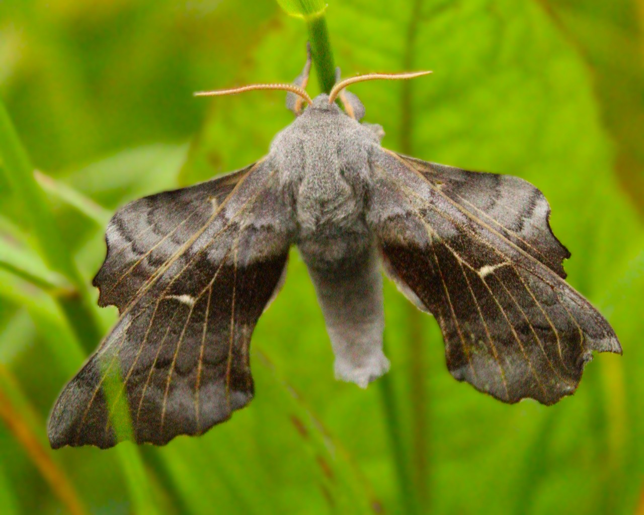 The Night Shift: Moth Trapping