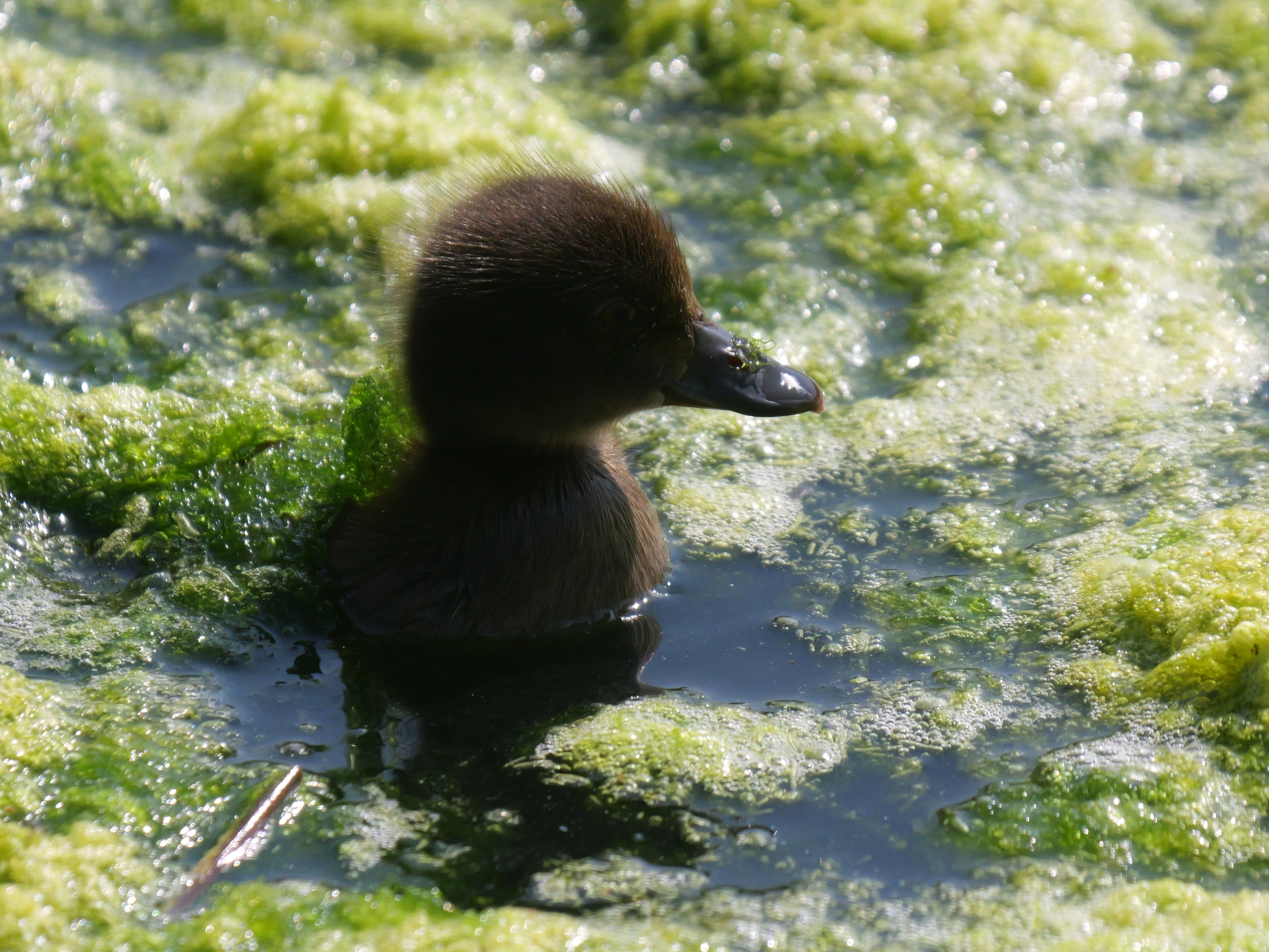 Sightings and news to week ending 2 August 2026
