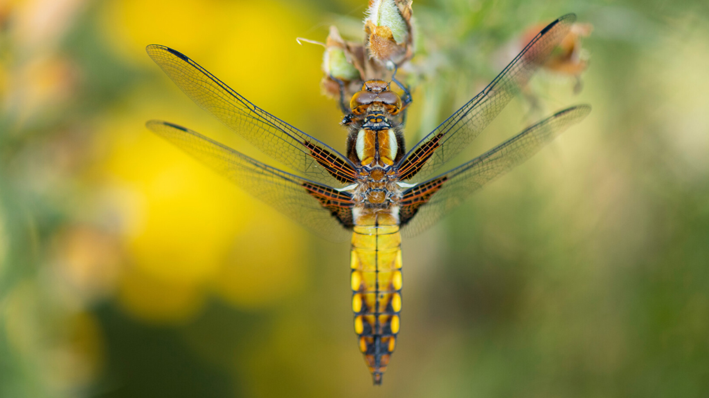 Dragonfly Science Show