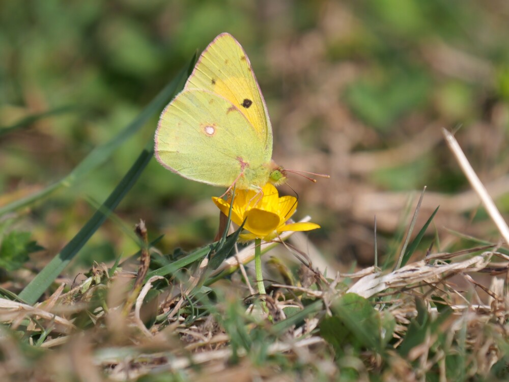 Kingfishers & Clouded Yellows