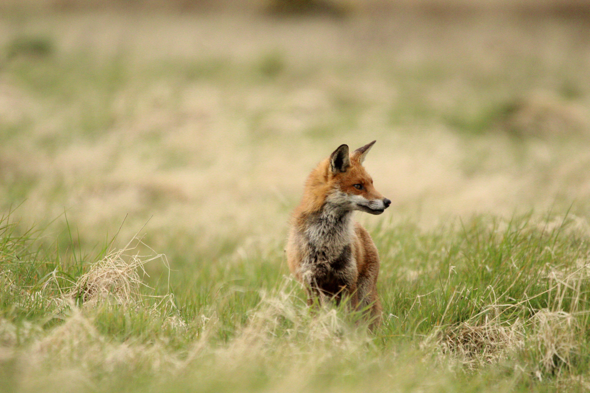 A Fox Encounter