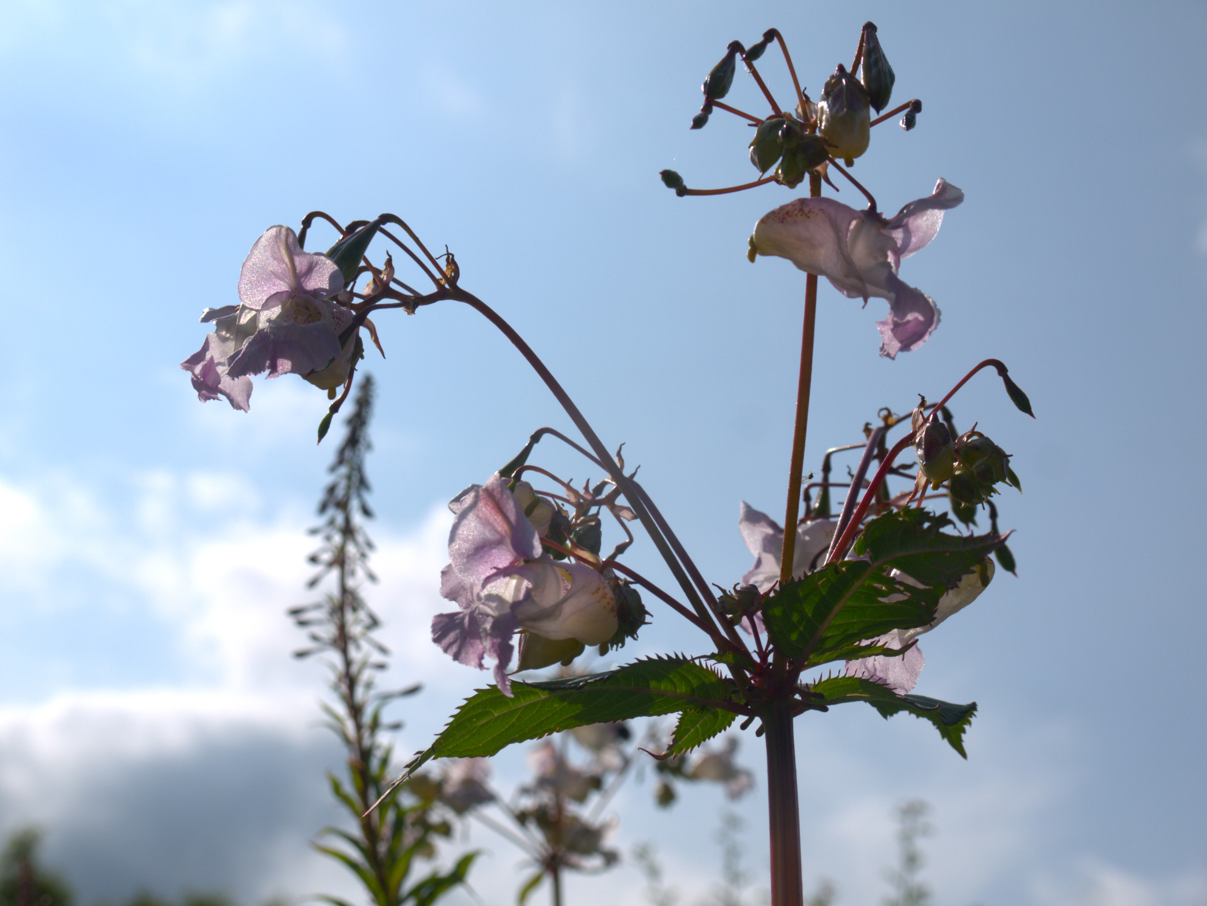 INNS ALERT: Himalayan Balsam