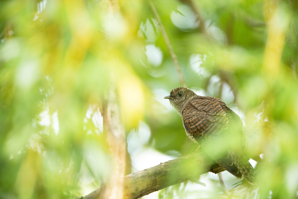 Latest Sightings