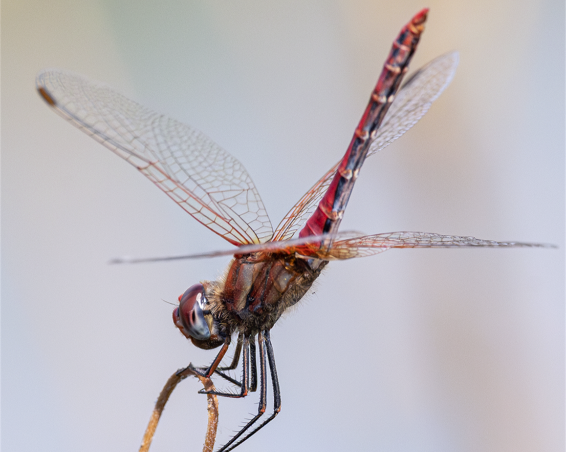 Rare Sightings: Red-Veined Darter & Black Tailed Skimmer