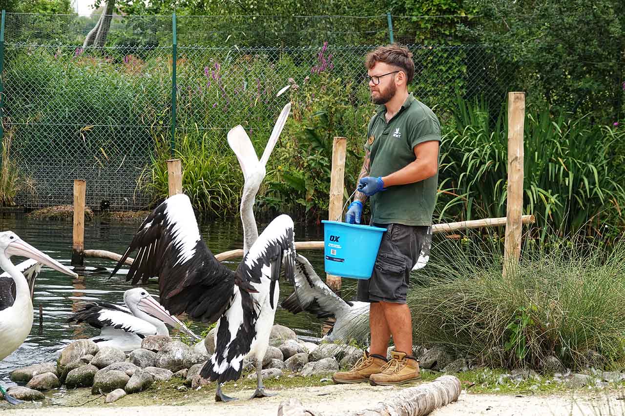 WWT London Australian pelicans with Keeper, Calvin