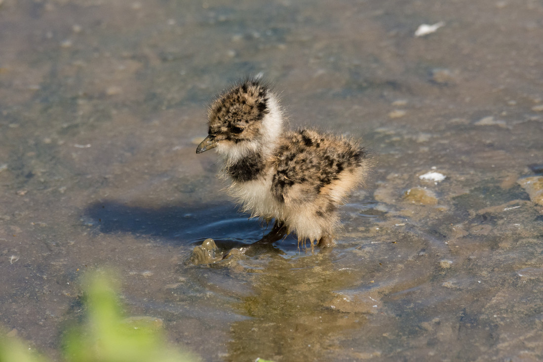Two Lapwing Chicks Successfully Fledge at WWT London Wetland Centre