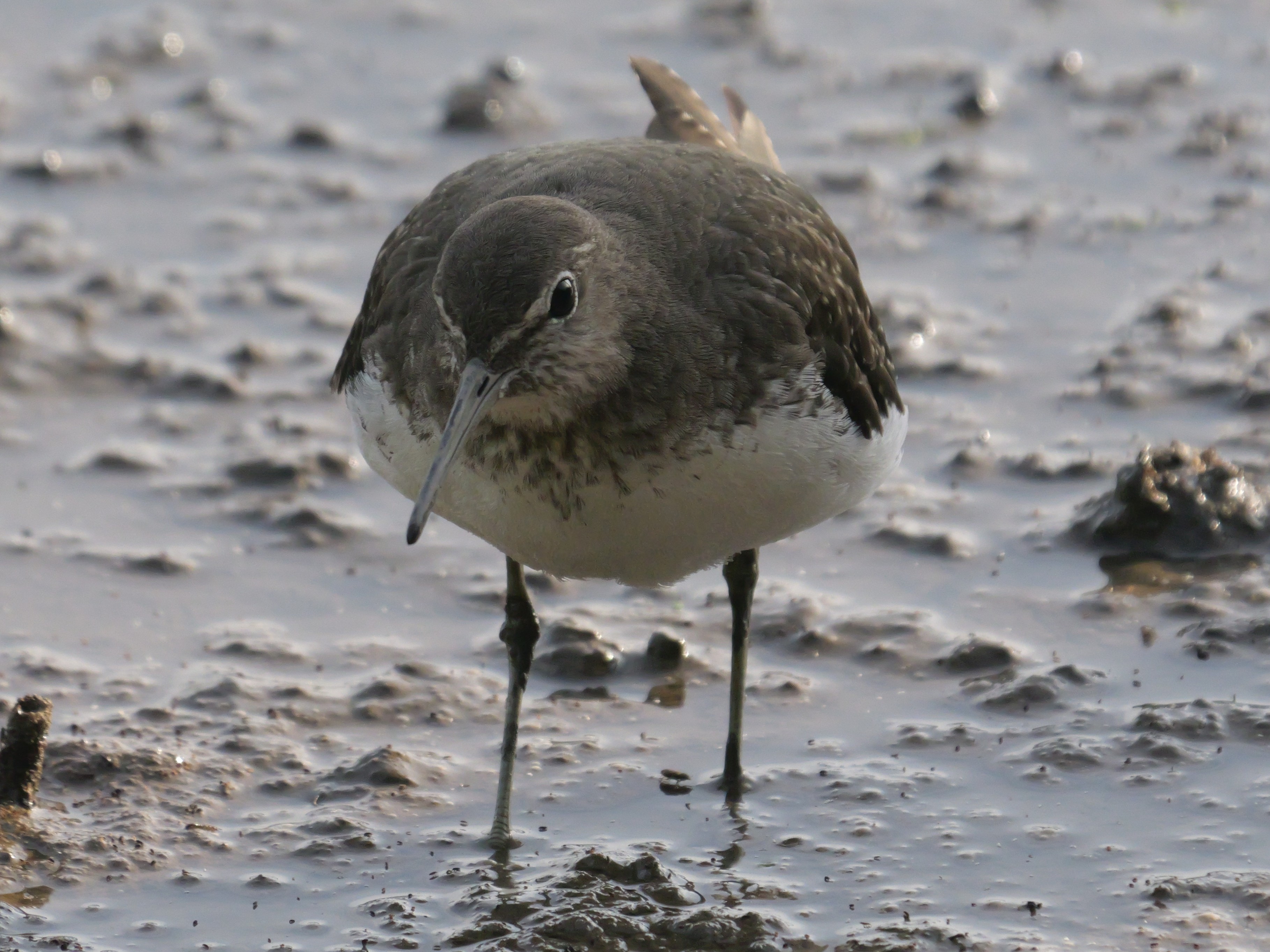 Sightings and news to week ending 9 August 2026