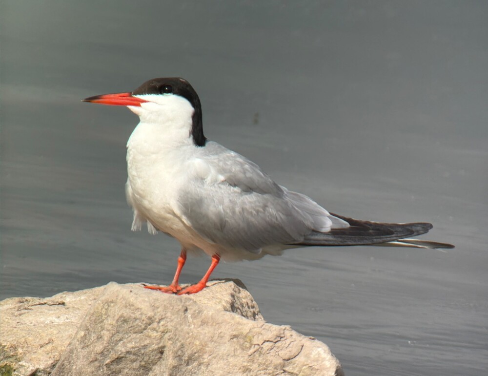 Latest Sightings